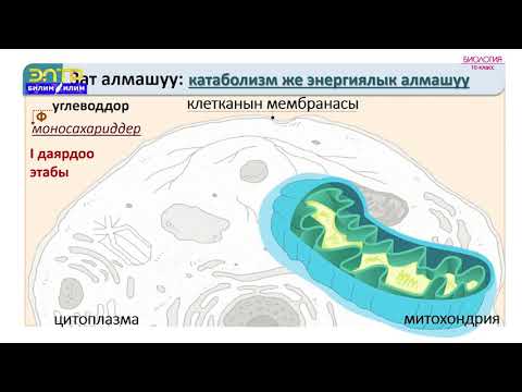 Video: Энергия агымы жана азыктандыруучу заттар экосистемада кантип айланат?