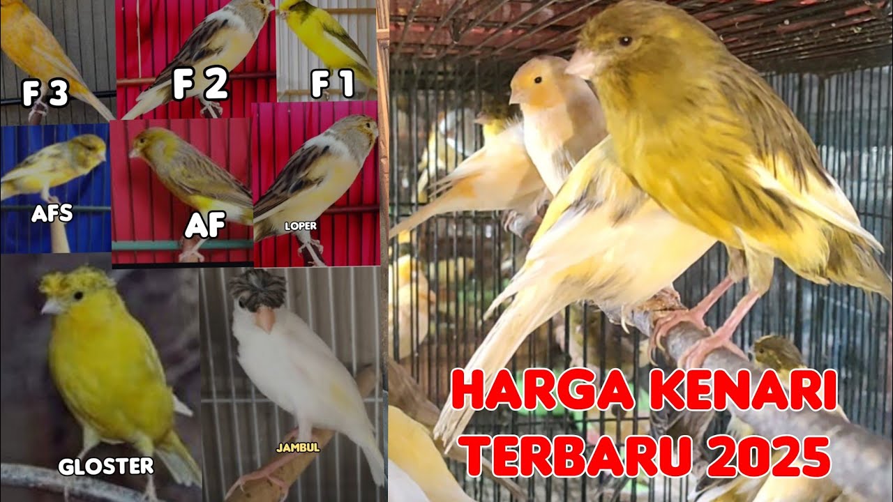 HARGA KENARI,LOPER,AF,AFS,F1,F2,F3, GLOSTER,JAMBUL DAN GACORAN TAHUN 2025. TERBARU