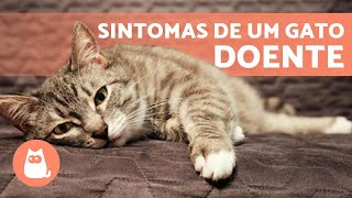 Como SABER se meu GATO está DOENTE?  (9 sintomas)