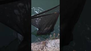 Great start! #fishing #fish #carpfishing #carp #shortsvideo #shorts #shortsfeed #freshwaterfish