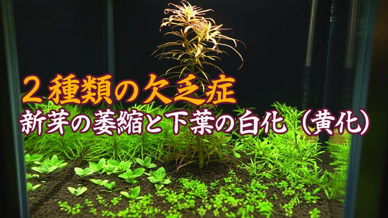 アクアリウム 水草の窒素欠乏症は2種類あった 新芽の萎縮と下葉の白化 黄化 cm 04 Youtube