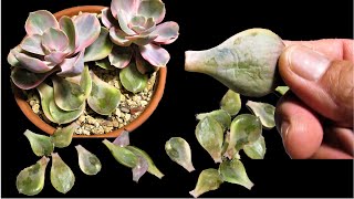 Do this when your succulent leaves falls off
