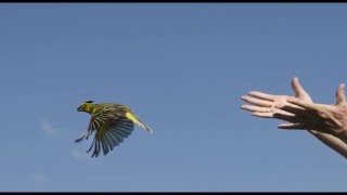 Liberación de Cardenal Amarillo en ANP Don Sebastián