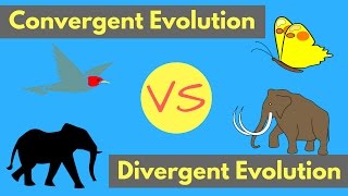 Convergent Evolution vs Divergent Evolution | Shared Traits Explained