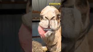 Why Camels Spit out Organ, Dulla ?