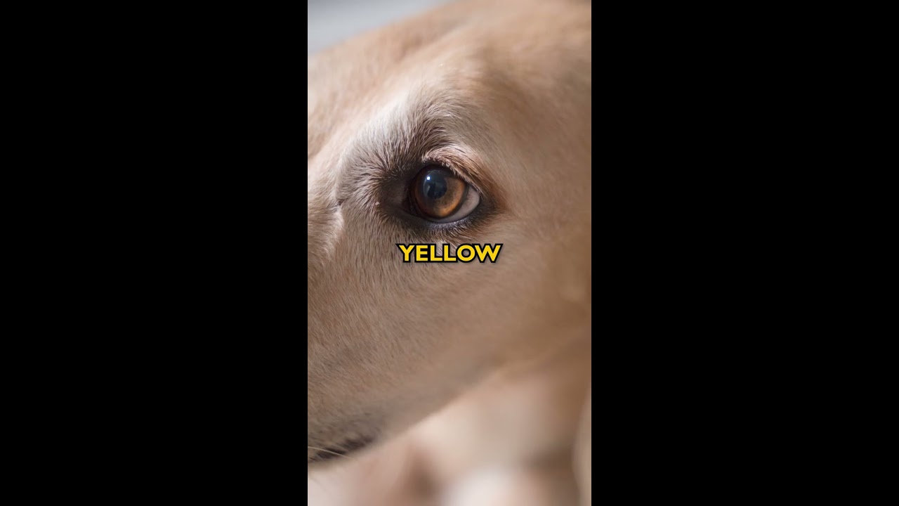 The Unknown Truth About Dog Vision