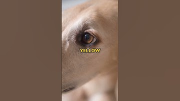Thumbnail of The Unknown Truth About Dog Vision