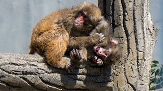 Thought He Fell Punch Grabs The Chain And Hangs On 