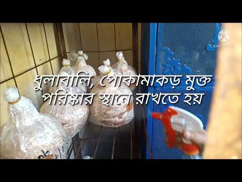 ভিডিও: মাশরুম কোন পরিস্থিতিতে বৃদ্ধি পায়?