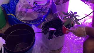 TRANSPLANTING AUTOFLOWERS FROM SOLO CUPS TO 5 GALLON POTS