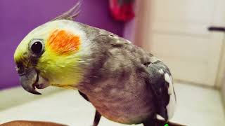 Cockatiel 💞🐦 enjoys singing 🐦