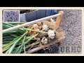 Best Garlic Harvest Yet, Drying Lavender, And Update Videos