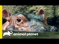 How Does A Hippo Torpedo Through The Water?! | How Do Animals Do That?