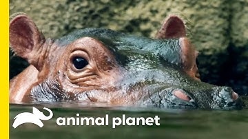 How Does A Hippo Torpedo Through The Water?! | How Do Animals Do That?