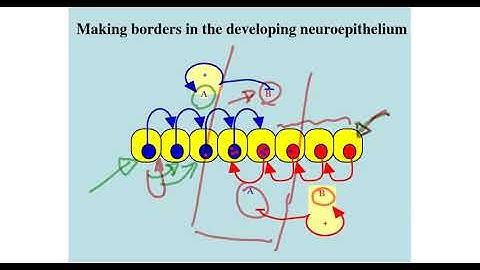Morphogenetic gradient-PartIIb/IV-: principles of making boundaries: