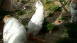 Turkish Van Cats by turkiyekedi 563 views 15 years ago 37 seconds