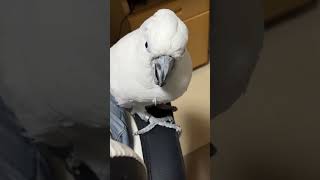 蚊の出現により急いで逃げる大型オウム【素材Ver.】
