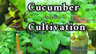 English Cucumber Cultivation farming youtube  cucumbercare ?