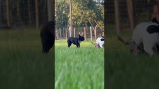 Meet Lilith, Gabriel, And Quinn