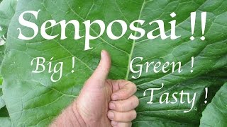 Senposai for Fun and Profit