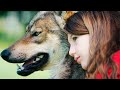 Мой волк — Русский трейлер (2021)