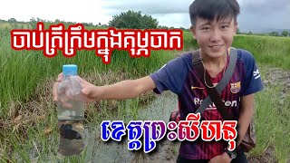 ទៅចាប់ត្រីក្រឹមក្នុងគុម្ភចាក To catch cream fish in rice fields in Cambodia