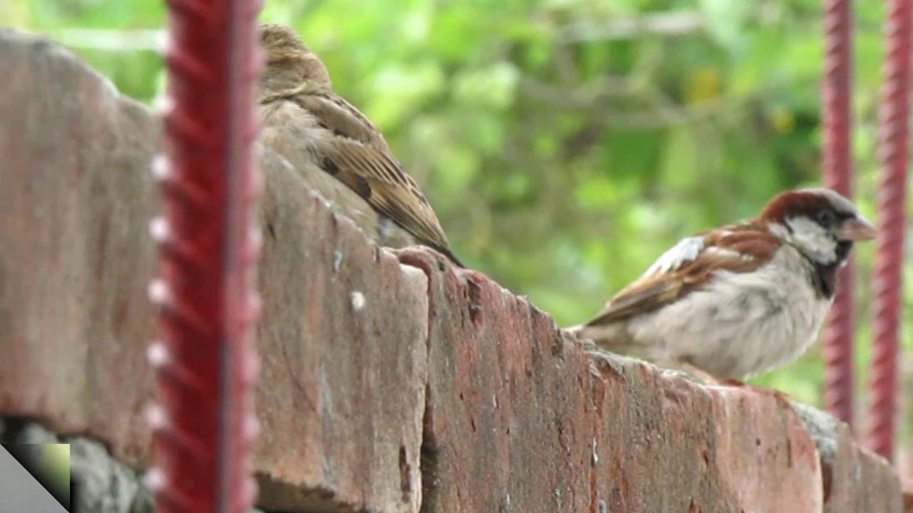 download birds chirping sound effect download birds chirping sound effect
