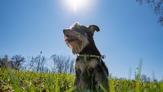 Miniature Schnauzer and Cozy Nights: Cuddling Up for Movie Marathons