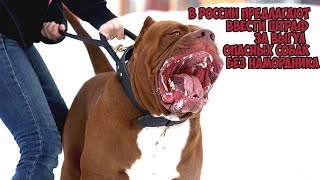 В России предлагают ввести штраф за выгул опасных собак без намордника В России предлагают ввести штраф за выгул опасных собак без намордника