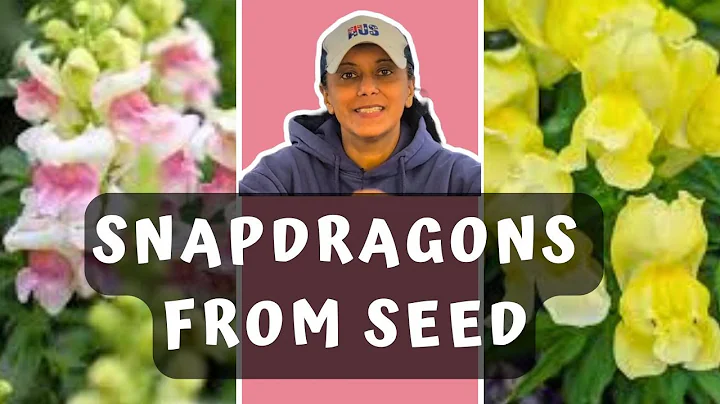 Sowing Snapdragon Seeds | Grow Snapdragons From Seed || Budget Gardening