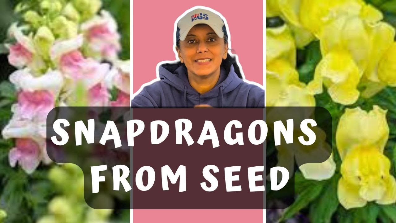 Sowing Snapdragon Seeds | Grow Snapdragons From Seed || Budget Gardening