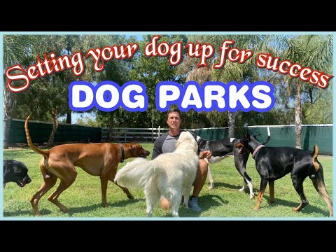 Video: Dog Park Discourse 101: Starters de conversație