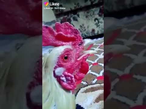 دجاجه ترد مايقوله راعيها