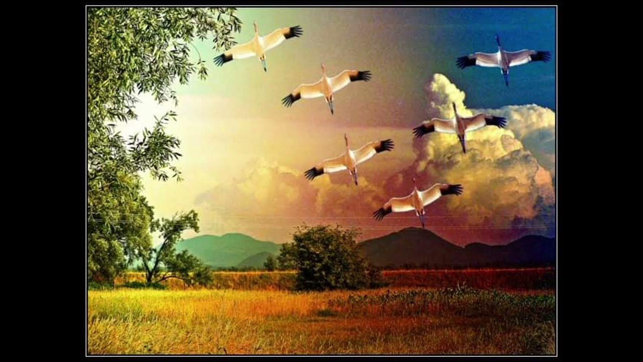 Песня осень журавли на юг. Песня осень журавли на юг. Песня осень журавли на юг. Улетали журавли на юг фактор 2. Давно улетели на юг журавли.