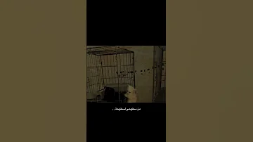 من سطوحي لسطوحة 