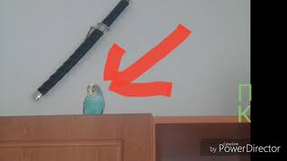 Мой попугай улетил и наверна умер...Можете несмотрить до конуа.=13.12.2017 мне купили..06.04.2018. Мой попугай улетил и наверна умер...Можете несмотрить до конуа.=13.12.2017 мне купили..06.04.2018.