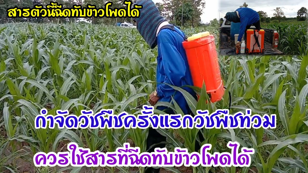 กำจัดหญ้าในไร่ข้าวโพด! วิธีการฉีดพ่น วิธีการตวง ใช้สารตัวไหนดีขณะที่วัชพืชต้นสูง