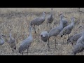 Sandhill cranes and the birds of Cochise County, Arizona