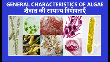 General Characteristics of Algae | B.Sc. 1st Semester Botany | Easy Explanation