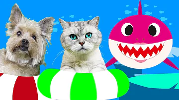 Cat and dog baby shark | Baby shark in Spanish | Children's Songs with Nastya and Senya