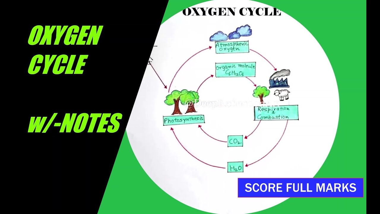 term paper on oxygen cycle