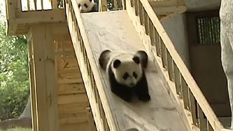 FUNNY PANDAS SLIDING - Adorable Funny Panda Video
