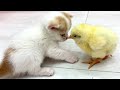 Kittens Willie and Kira run and walk with a tiny chicken