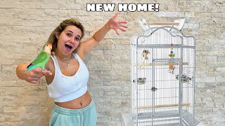 RESCUED LOVEBIRD GETS NEW HOME!