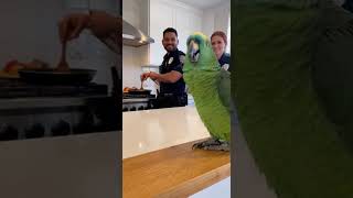 drunk parrot "cooking lessons"🤣#funnyparrot #funnyshorts