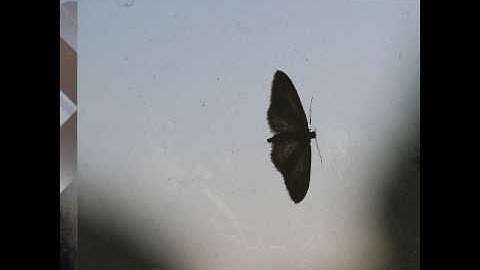 Tapage Closer As We Move Inward [FOOLS FOREST]