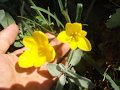 WHERE HAVE ALL THE FLOWERS GONE - KIEN IRIS ĈIUJ FLOROJ / Esperanto-cover