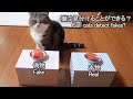 猫は偽物のお刺身を見破ることができるのか？-Can cats detect fake Sashimi.-