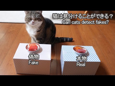 猫は偽物のお刺身を見破ることができるのか？-Can cats detect fake Sashimi.-