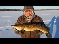 Живец мертвец!!! Щуки клюют на дохлого карася!!! Рыбалка в ЯКУТИИ!!! Верхневилюйск!!! #щука #окунь